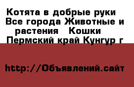 Котята в добрые руки - Все города Животные и растения » Кошки   . Пермский край,Кунгур г.